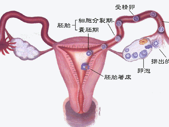 人工流产会导致输卵管堵塞吗